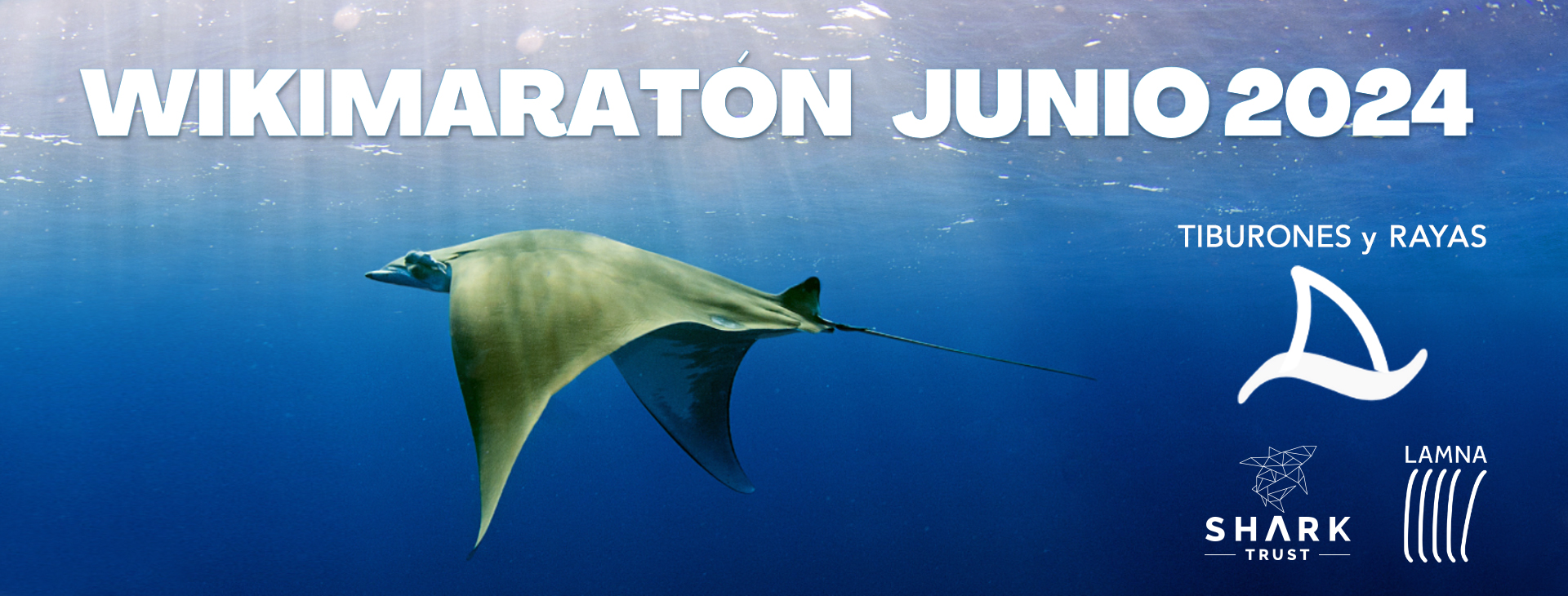 Wikimaratón Tiburones y Rayas