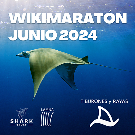 Wikimaraton Tiburones y rayas
